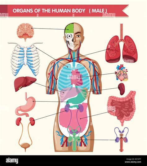 The Human Anatomy .